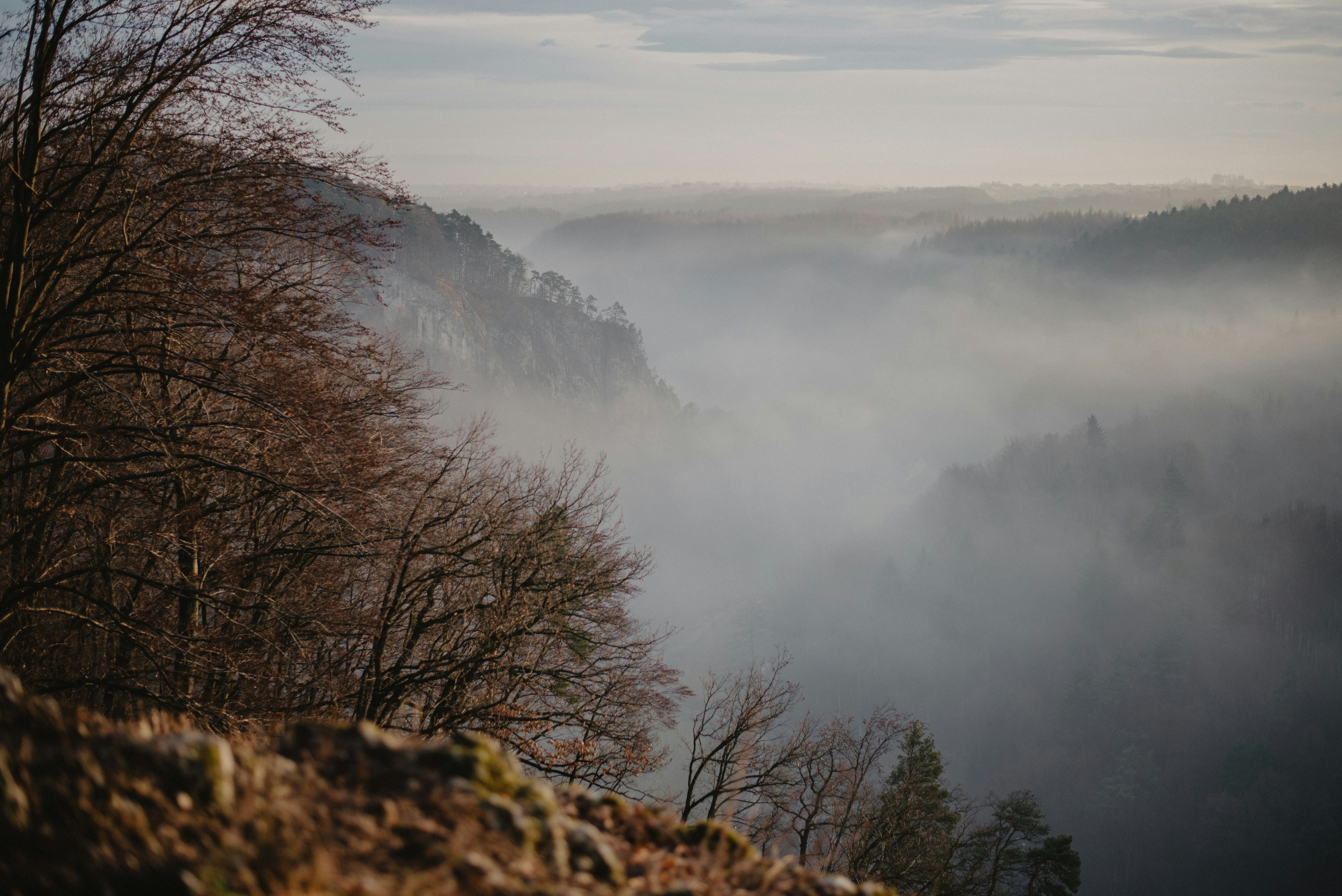 brown bare trees on mountain